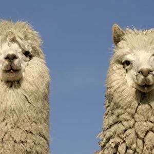 Two Alpacas {Lama pacos} head portraits, Andes. Ecuador