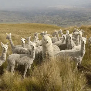 Alpaca Print, Paramo Landscape after Shearing Alpaca Print, Paramo Landscape after Shearing