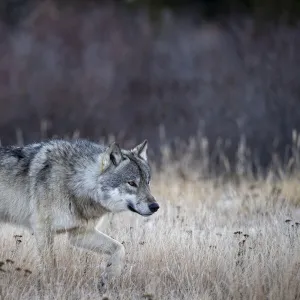 Alpha male Timber wolf (Canis lupus lycaon) hunting in snow, Hudson Bay, Manitoba, Canada