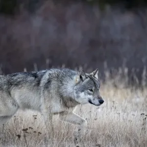 Lupi di monte alfa (Canis lupus lycaon) in caccia nella neve, Baia di Hudson, Manitoba, Canada. Lupi di monte alfa (Canis lupus lycaon) in caccia nella neve, Baia di Hudson, Manitoba, Canada.