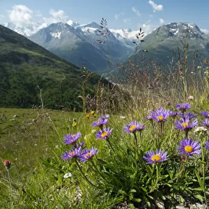 Alpine aster (Aster alpinus) flowering in alpine meadow, Alps, Engadine, Switzerland. July