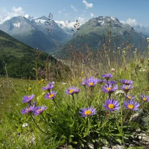 Alpine Aster Print: Alpine aster in alpine meadow Alpine Aster Print: Alpine aster in alpine meadow