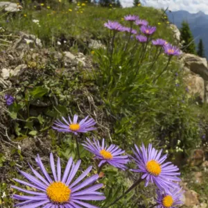 Alpine Aster Print, Wide Angle View Alpine Aster Print, Wide Angle View