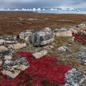 Alpine bearberry print on tundra and boulders at Sydkapp, South Cape Alpine bearberry print on tundra and boulders at Sydkapp, South Cape
