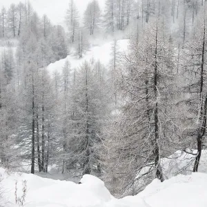 Alpine chamois (Rupicapra rupicapra rupicapra) in winter landscape with snow covered trees