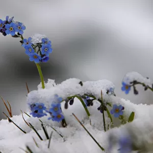 Alpine forget-me-not (Myosotis sp) flowers in the snow, Hohe Tauern National Park