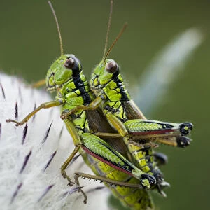 Alpine grasshopper (Miramella alpina) pair mating on a thistle, Triglav National Park