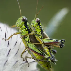 Alpine grasshopper (Miramella alpina) pair mating on a thistle, Triglav National Park Alpine grasshopper (Miramella alpina) pair mating on a thistle, Triglav National Park