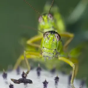 Alpine grasshopper (Miramella alpina) pair mating on a thistle, Triglav National Park Alpine grasshopper (Miramella alpina) pair mating on a thistle, Triglav National Park
