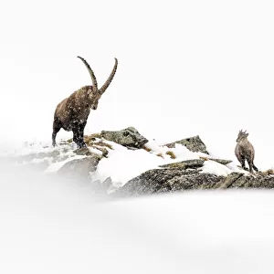 Alpine ibex (Capra ibex) adult male in deep snow on a ridge with young during snowfall