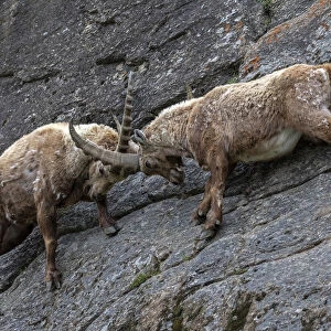 Alpine ibex (Capra ibex) adult males fighting on a steep mountain side, Valsavarenche