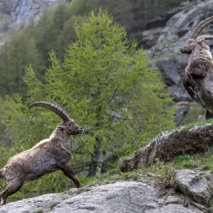 Alpine ibex Print: Adult males fighting in alpine landscape Alpine ibex Print: Adult males fighting in alpine landscape