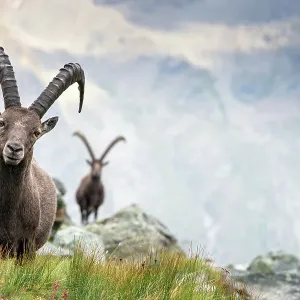 Alpine Ibex Print: Two Males in Mountain Landscape, Aosta Valley, Italy Alpine Ibex Print: Two Males in Mountain Landscape, Aosta Valley, Italy