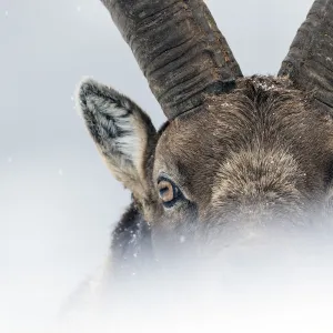 Alpine ibex (Capra ibex) close-up portrait. Gran Paradiso National Park, the Alps, Italy