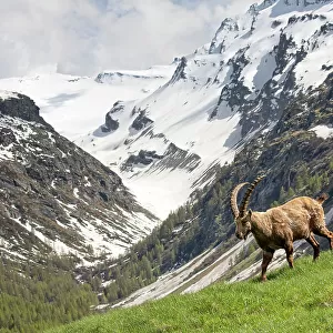 Alpine Ibex (Capra ibex) in its landscape, Valsavarenche, Gran Paradiso national park, Aosta Valley, Italy, May