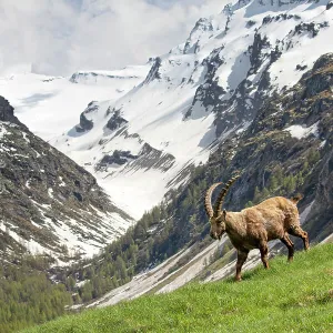 Alpine Ibex (Capra ibex) in its landscape, Valsavarenche, Gran Paradiso national park, Aosta Valley, Italy, May