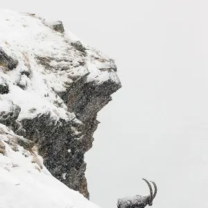 Alpine ibex male in deep snow print Alpine ibex male in deep snow print