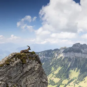 Alpine ibex (Capra ibex), male in habitat, Bernese Alps, Switzerland. July