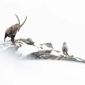 Cabra montesa (Capra ibex) macho, con cabrito en una cresta montañosa durante fuertes nevadas invernales, Valsavarenche, Parque Nacional Gran Paradiso, Italia. Enero. Finalista del Concurso de Fotografía de la Naturaleza BioPhoto International 2022. Cabra montesa (Capra ibex) macho, con cabrito en una cresta montañosa durante fuertes nevadas invernales, Valsavarenche, Parque Nacional Gran Paradiso, Italia. Enero. Finalista del Concurso de Fotografía de la Naturaleza BioPhoto International 2022.