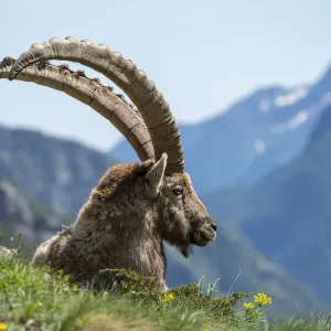 Alpine ibex Print, mountain pasture scene Alpine ibex Print, mountain pasture scene