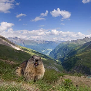 Alpine marmot (Marmota marmota), Hohe Tauern National Park, Austria, July