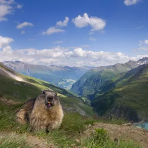 Alpine marmot (Marmota marmota), Hohe Tauern National Park, Austria, July