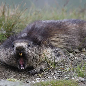 Alpine marmot (Marmota marmota) aggressive behaviour, Hohe Tauern National Park, Austria