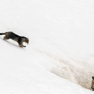 Alpine marmot (Marmota marmota) carrying grass and other nesting material across snow