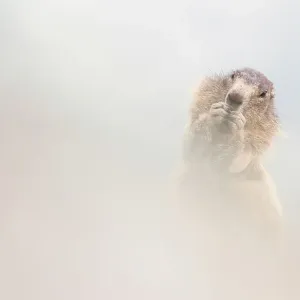 Alpine marmot (Marmota marmota) eating, Hohe Tauern National Park, Austria, July Alpine marmot (Marmota marmota) eating, Hohe Tauern National Park, Austria, July
