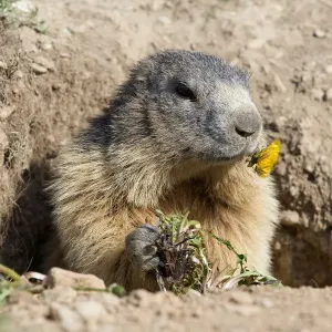 Alpine Marmot Print: Dandelion Eating Scene Alpine Marmot Print: Dandelion Eating Scene