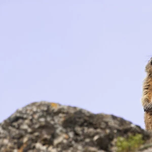 Alpine marmot (Marmota marmota) giving an alarm call, Guillestre, Queyras, France