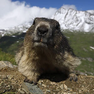 Alpine marmot (Marmota marmota) portrait, Hohe Tauern National Park, Austria, July 2008