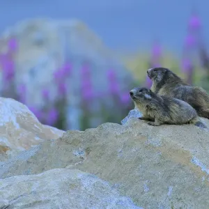 Alpine marmot (Marmota marmota) two on a rock, Andorra, July Alpine marmot (Marmota marmota) two on a rock, Andorra, July
