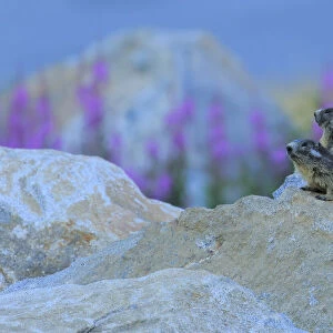 Alpine marmot (Marmota marmota) two on a rock, Andorra, July