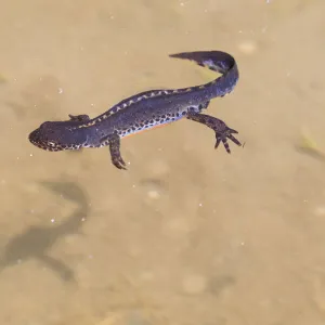 Alpine Newt (Ichthyosaura / Triturus alpestris) male in mountain pool. Nordtirol, Austrian Alps