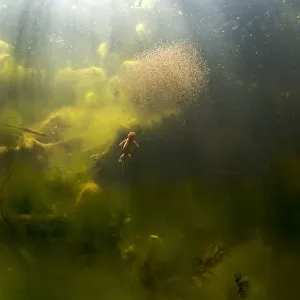 Alpine newt (Triturus alpestris) chasing a ball of Water fleas in a gravel pit pool