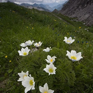 Alpine pasqueflowers (Pulsatilla alpina) in flower, Liechtenstein, June 2009