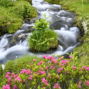 La rosa alpina (Rhododendron ferrugineum) en flor junto a un arroyo de montaña. Tirol del Norte, Austria. La rosa alpina (Rhododendron ferrugineum) en flor junto a un arroyo de montaña. Tirol del Norte, Austria.