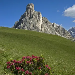 Alpine rose (Rhododendron ferrugineum) in montane grassland above treeline Alpine rose (Rhododendron ferrugineum) in montane grassland above treeline