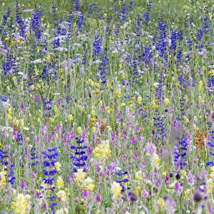 Alpine Wildflower meadow, a diversity of species including Meadow clary (Salvia pratensis)