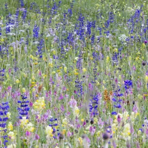 Pradera de flores silvestres alpinas, una diversidad de especies que incluye la claria del prado (Salvia pratensis). Pradera de flores silvestres alpinas, una diversidad de especies que incluye la claria del prado (Salvia pratensis).