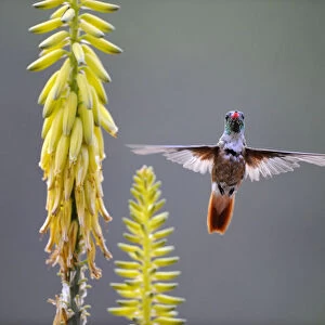 Amazilia hummingbird (Amazilia amazilia) flying to Agave flower to feed on it, Chaparri