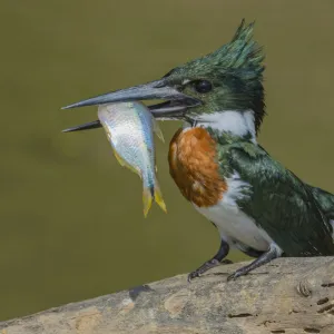 Amazon kingfisher (Chloroceryle amazona) with fish, Cuiaba, Pantanal Matogrossense National Park