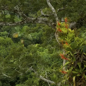 Amazon Rainforest Canopy Print with Bromeliad Epiphytes Amazon Rainforest Canopy Print with Bromeliad Epiphytes
