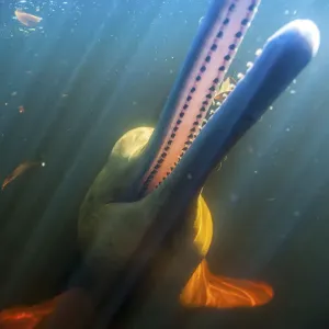 Amazon river dolphin (Inia geoffrensis), Rio Negro, Amazonia, Brazil Amazon river dolphin (Inia geoffrensis), Rio Negro, Amazonia, Brazil