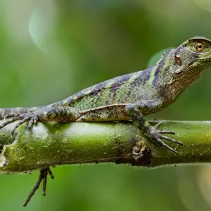 Amazon Wood Lizard Print Amazon Wood Lizard Print
