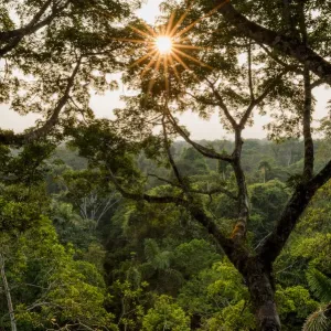 Amazonian canopy at sunset, Yasuni National Park, Orellana, Ecuador, September 2017 Amazonian canopy at sunset, Yasuni National Park, Orellana, Ecuador, September 2017