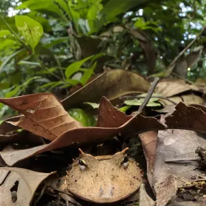Amazonian Horned Frog (Ceratophrys cornuta) camouflaged amongst leaf litter on lowland Amazonian Horned Frog (Ceratophrys cornuta) camouflaged amongst leaf litter on lowland