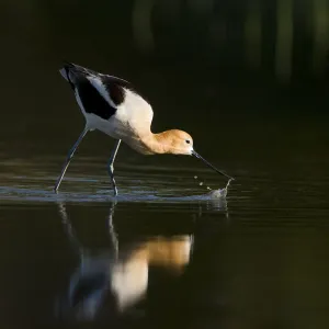 American avocet (Recurvirostra americana), adult in breeding plumage foraging by sweeping