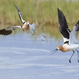 American Avocets Print: Aggressive Encounter American Avocets Print: Aggressive Encounter